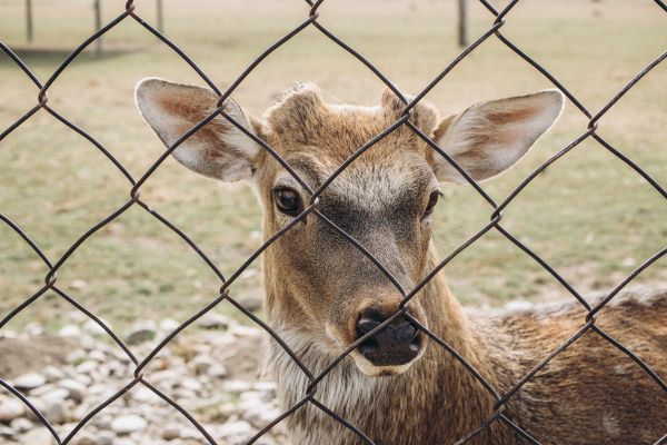 Deer Fence Installation in Conway