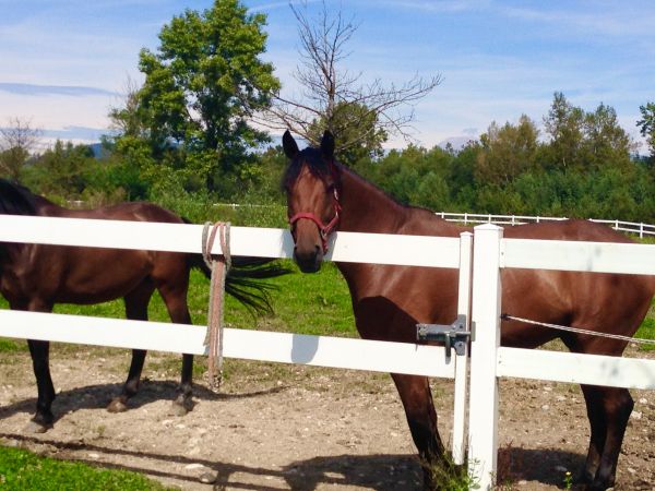 Vinyl Horse Fence Installation in Conway