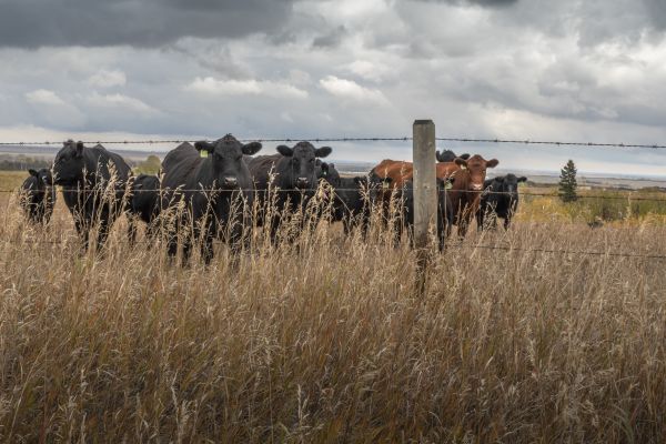 Livestock Fencing Service in Conway