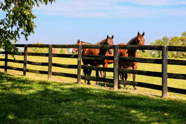 Ranch Fence Construction in Conway