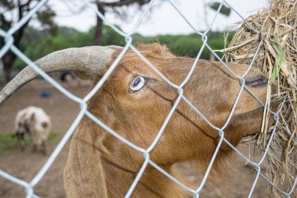 Goat Fence Installation in Conway