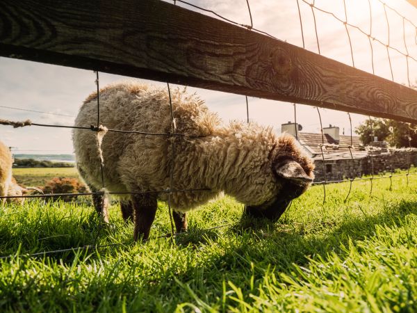 Sheep Fence Installation in Conway