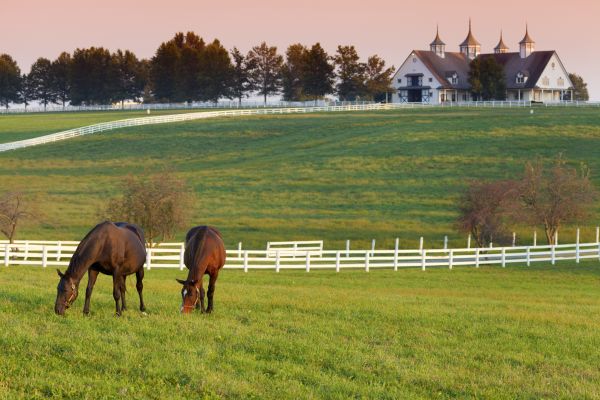 Horse Paddock Installation in Conway