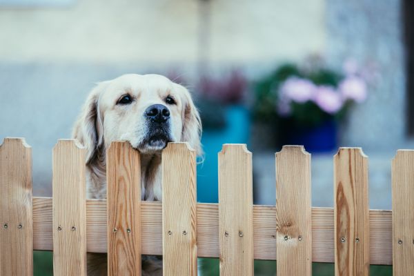 Wooden Dog Fence Installation in Conway