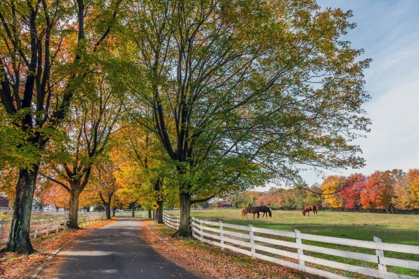Horse Fence Replacement in Conway