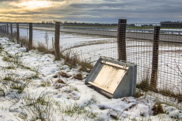 Wildlife Fence Repair in Conway